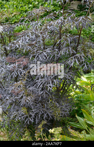 Schwazer Holunder (Sambucus nigra BLACK LACE) Banque D'Images