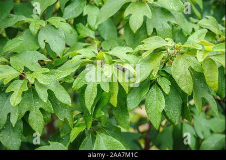 Sassafrasbaum (Sassafras albidum) Banque D'Images