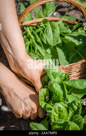 Agriculteur dans le jardin la récolte d'épinards, de récolte de légumes biologiques frais de la ferme Banque D'Images