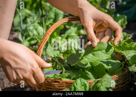 La récolte d'épinards Bio. Les légumes cueillette d'agriculteurs, la récolte de produits de la ferme dans le jardin, l'agriculture biologique concept. Banque D'Images