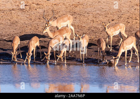 Un groupe d'Impala - Aepyceros melampus- boire d'une eau dans le parc national d'Etosha, Namibie. Banque D'Images