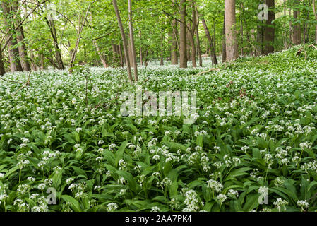 Fleurs de l'ail sauvage dans le bois autour de Bruxelles jette au cours d'une journée de printemps chaude Banque D'Images