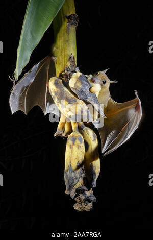 À nez court fruits indiens bat (Cynopterus sphinx), ou grand-nosed fruit bat perché sur le plantain fruit bunch et de mordre ses fruits- Thiruvananthapu Banque D'Images