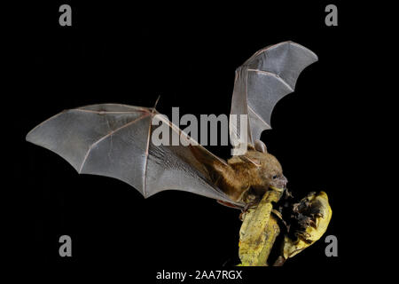 À nez court fruits indiens bat (Cynopterus sphinx), ou grand-nosed fruit bat perché sur le plantain fruit bunch et de mordre ses fruits- Thiruvananthapu Banque D'Images