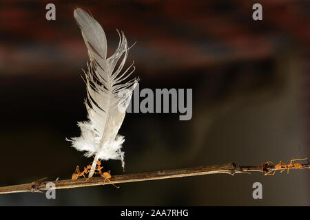 Les fourmis tisserandes, vert fourmis, fourmis, l'arbre vert et orange gaster (Oecophylla smaragdina)-Deux fourmis transportant une plume tombée d'un oiseau grâce à une brindille de sa Banque D'Images