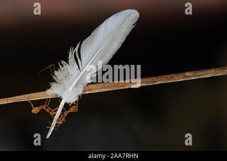 Les fourmis tisserandes, vert fourmis, fourmis, l'arbre vert et orange gaster (Oecophylla smaragdina)-Deux fourmis transportant une plume tombée d'un oiseau grâce à une brindille de sa Banque D'Images