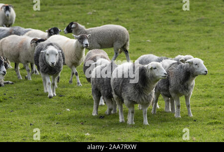 Swaledale et moutons Herdwick, Rydal, Lake District, Cumbria. Banque D'Images