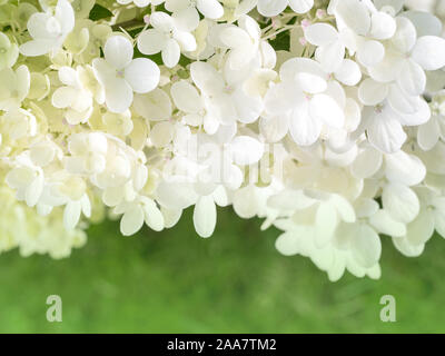 De nombreuses petites fleurs d'hortensia blanc sur fond vert. Banque D'Images