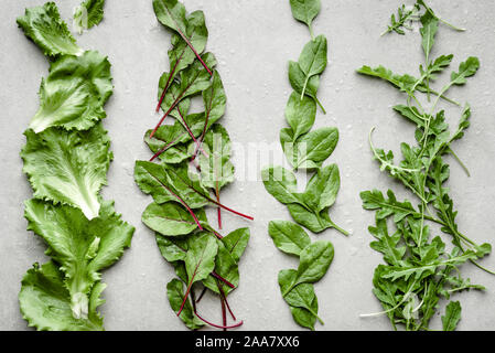 Feuilles de salade verte fraîchement récolté. Feuilles de laitue bébé douce, blettes, épinards et roquette. Banque D'Images