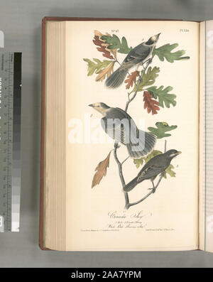 Carrulus Canadensis. ; Canada Jay. 1. Des hommes. 2. Des femmes. 3. Les jeunes. (Chêne blanc. Quercus alba). Banque D'Images