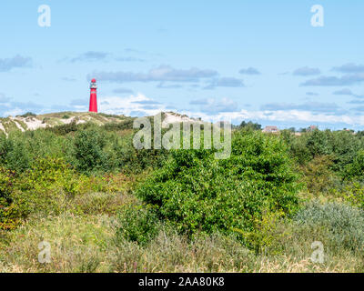 Phare et arbustes en Westerduinen sur les dunes à l'ouest de l'île frisonne Schiermonnikoog, Pays-Bas Banque D'Images