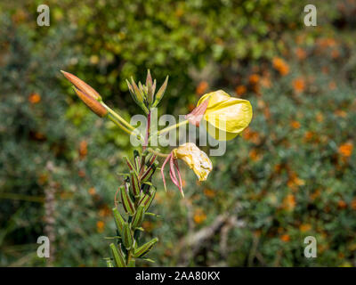 L'onagre, Oenothera glazioviana, avec tige, les bourgeons en fleur jaune, Schiermonnikoog, Pays-Bas Banque D'Images