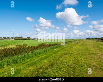 Les pâturages, de fermes et de l'émetteur mât dans Banckspolder sur l'île frisonne Schiermonnikoog, Pays-Bas Banque D'Images