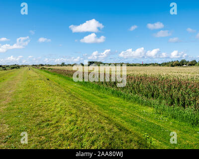 Avis de champ de maïs, maïs, en polder et phare de la digue sur l'île frisonne Schiermonnikoog, Pays-Bas Banque D'Images