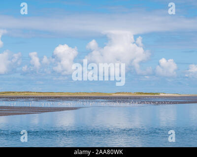 Des groupes de mouettes qui se nourrissent de l'huîtrier et plage de Schiermonnikoog à marée basse de la mer des Wadden, Pays-Bas Banque D'Images