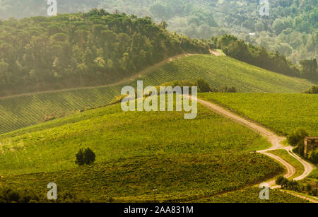 La Toscane, Italie, belle campagne italienne typique avec vue panoramique du paysage de vignes, d'oliviers, d'arbres et collines Banque D'Images