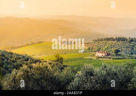 La Toscane, Italie, belle campagne italienne typique avec vue panoramique du paysage de vignes, d'oliviers, d'arbres et collines Banque D'Images