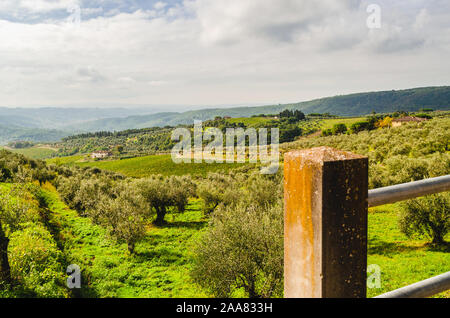 La Toscane, Italie, belle campagne italienne typique avec vue panoramique du paysage de vignes, d'oliviers, d'arbres et collines Banque D'Images