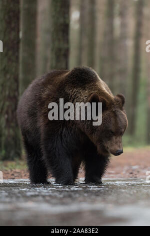 Ours brun / Braunbaeren ( Ursus arctos ), les jeunes adolescents, debout sur une flaque d'eau couvertes de glace, l'exploration de l'eau gelée, a l'air drôle, l'Europe. Banque D'Images