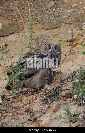 Grand / Owl Bubo bubo Europaeischer Uhu ( ), jeune oiseau, perché sur la pente d'une gravière, regardant vers le haut, de la faune, de l'Europe. Banque D'Images