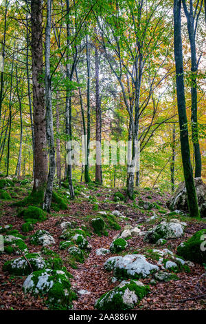 Une image colorée d'un chemin magique à travers une forêt enchantée en automne avec des pierres couvertes de mousse verte et arbres de couleur Banque D'Images