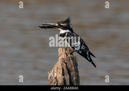 Martin-pêcheur pie (Ceryle rudis) avec des prises, le Parc National de Chobe, au Botswana. Banque D'Images