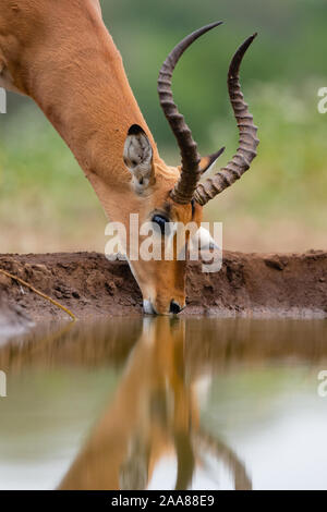 Ram Impala (Aepyceros melampus) de boire , Mashatu, Botswana Banque D'Images