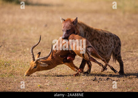 L'Hyène tachetée (Crocuta crocuta) avec kill, Mashatu, Botswana Banque D'Images