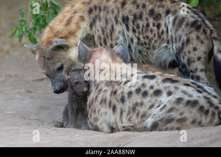 L'Hyène tachetée (Crocuta crocuta) avec cub, Mashatu, Botswana Banque D'Images