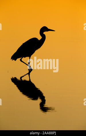 Héron cendré (Ardea cinerea) silhouette, Mashatu, Botswana Banque D'Images