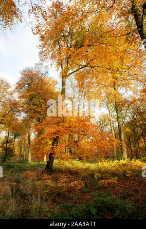 Soleil d'automne dans une forêt de hêtre Banque D'Images
