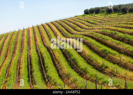 Devon Valley Vineyards à Stellenbosch, Afrique du AfricaDevon Valley Vineyards à Stellenbosch, Afrique du Sud Banque D'Images