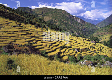 Les champs en terrasses de riz et d'orge de descendre une colline près du village de Sinam dans les contreforts de la plage au Népal Kangchenjunga Banque D'Images