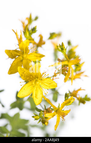 De mon jardin des plantes médicinales : Hypericum perforatum ( perforer St John's wort ) fleurs jaunes et feuilles vertes isolé sur fond blanc détail v Banque D'Images