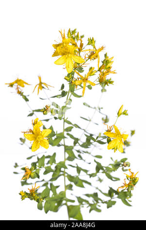 De mon jardin des plantes médicinales : Hypericum perforatum ( perforer St John's wort ) fleurs jaunes et feuilles vertes isolé sur fond blanc/vi Banque D'Images