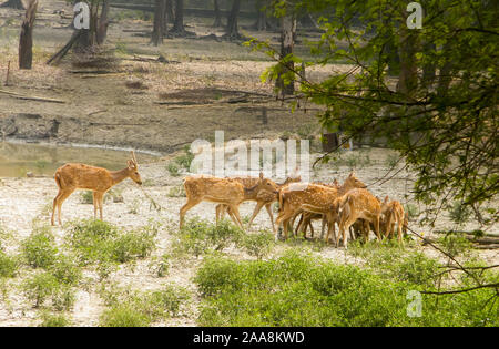 Un troupeau de daims ou Chital ruminants à sabots ( mammifères - famille des cervidés) repéré au milieu de la pittoresque forêt verdure retour diminue. Bhadra Wi Banque D'Images
