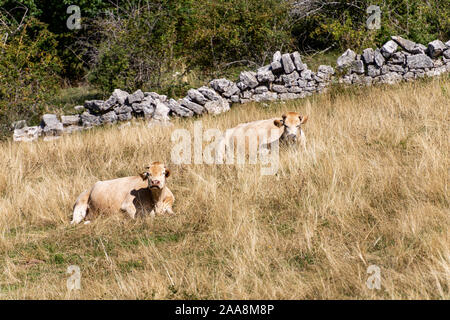 Deux vaches laitières - génisses brune et blanche se reposant dans l'herbe, pâturage de montagne dans les Alpes italiennes, l'Europe du sud Banque D'Images