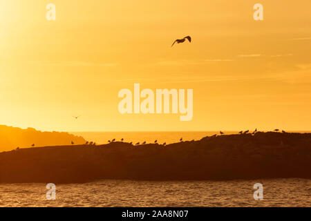 Mouettes sur les rochers pendant le coucher du soleil. Banque D'Images