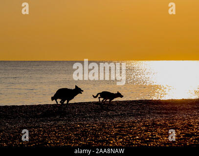 Silhouette de deux chiens dans le coucher du soleil Banque D'Images