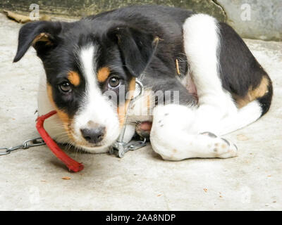 Un mignon petit chien paria indien commun appelé aussi Native races pures ou chien chien rue Desi looking at camera. Vue avant Close up portrait. Un loyal c Banque D'Images