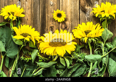 Tournesols sur fond de bois, flowers frame Banque D'Images