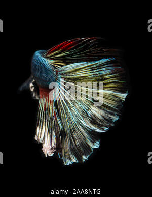 Or Argent couleur cuivre betta poisson combat Siamois en action. Banque D'Images