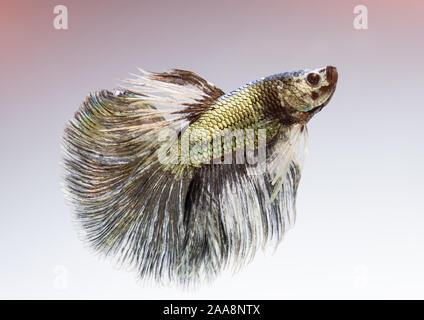 Or Argent couleur cuivre betta poisson combat Siamois en action. Banque D'Images