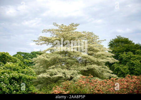 Weißbunter Etagen-Hartriegel (Cornus controversa 'Variegata') Banque D'Images