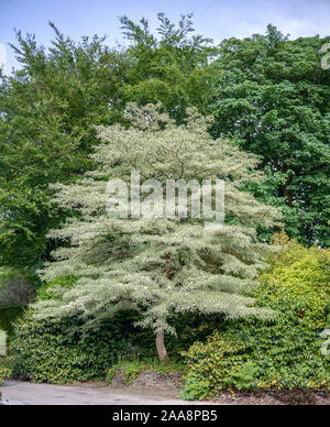 Weißbunter Etagen-Hartriegel (Cornus controversa 'Variegata') Banque D'Images