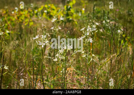 Anthericum liliago St. Berrnard's Lily qui poussent à l'état sauvage sur les côtes de garrigue méditerranéenne Banque D'Images