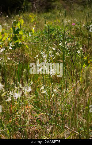 Anthericum liliago St. Berrnard's Lily qui poussent à l'état sauvage sur les côtes de garrigue méditerranéenne Banque D'Images