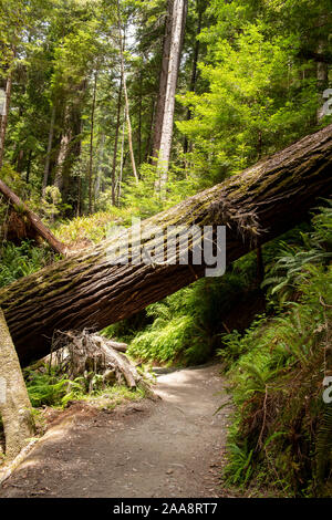 Bois rouge géant tombé entre de grands arbres Grove trail Banque D'Images