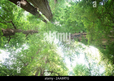 Jusqu'à vers le ciel à la canopée dans de grands arbres Redwood Grove Banque D'Images