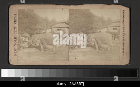 Animaux dans Central Park, y compris les chameaux, et les vues de personnes équitation il et l'homme dans les vêtements du Moyen-Orient ; les éléphants ; la ménagerie avec des lions, des tigres et des girafes, zèbres, les bovins, les cervidés, les hommes de l'herbe, cygnes, rassemblement des lions de mer, des ânes, et l'hippopotame. Comprend des vues par A. J. Fisher, C. Seaver, Keystone View Company et d'autres photographes et éditeurs. Robert Dennis Collection de vues stéréoscopiques., Central Park, [elephant]. Banque D'Images